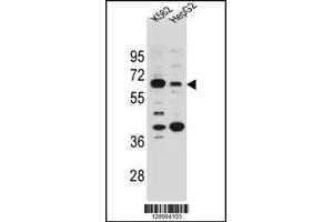 Western blot analysis in K562 and HepG2 cell line lysates (35ug/lane). (NHEDC1 antibody  (N-Term))