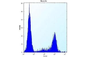 flow cytometric analysis of Neuro-2a cells using KLC2 Antibody (N-term) Cat. (KLC2 antibody  (N-Term))