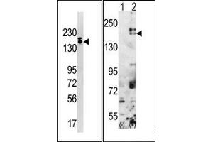 Image no. 1 for anti-SET Domain, Bifurcated 1 (SETDB1) (C-Term) antibody (ABIN356608) (SETDB1 antibody  (C-Term))