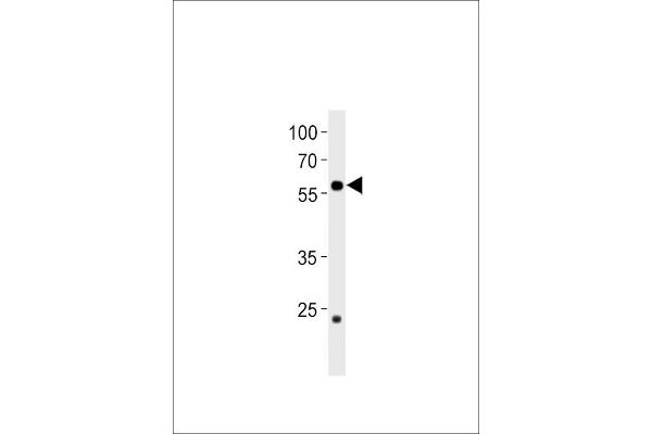 CCDC149 antibody  (N-Term)