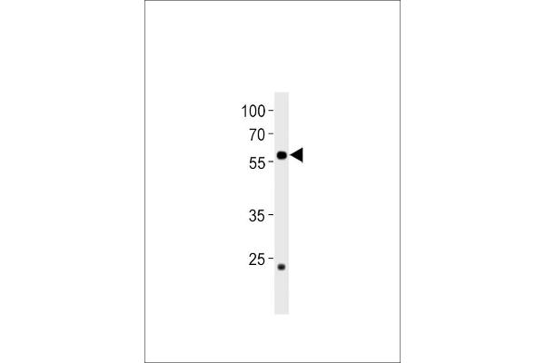 CCDC149 抗体  (N-Term)