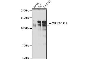 Western blot analysis of extracts of various cell lines, using CTIP2/BCL11B antibody (ABIN7265807) at 1:1000 dilution.