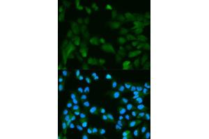 Immunofluorescence analysis of HeLa cell using PHPT1 antibody. (PHPT1 antibody  (AA 1-125))