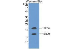 Western blot analysis of recombinant Human FGF2. (FGF2 antibody  (AA 159-288))