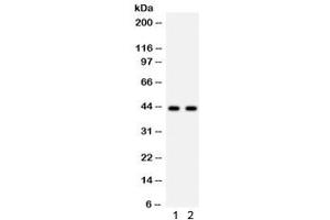Western blot testing of 1) rat skeletal muscle and 2) mouse skeletal muscle lysate with SGCA antibody.