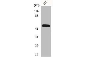 Western Blot analysis of 293 cells using CYP19A1 Polyclonal Antibody (Aromatase antibody  (Internal Region))