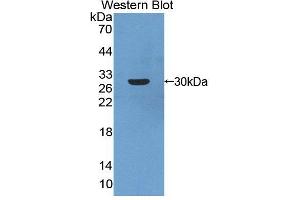 Figure. (ARNT2 antibody  (AA 1-209))