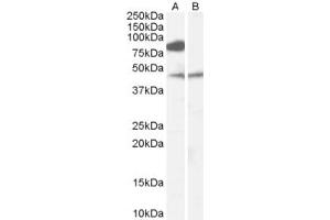 Western Blotting (WB) image for anti-Chromosome 19 Open Reading Frame 55 (C19orf55) (N-Term) antibody (ABIN2784664)