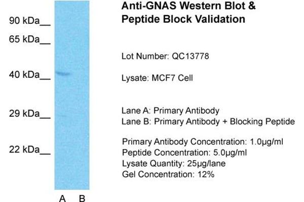 GNAS antibody  (N-Term)