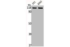 Western Blot analysis of NIH-3T3 K562 cells using GPR110 Polyclonal Antibody (G Protein-Coupled Receptor 110 antibody  (C-Term))