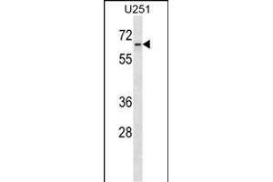 ZN Antibody (N-term) (ABIN1539165 and ABIN2850014) western blot analysis in  cell line lysates (35 μg/lane). (ZNF768 antibody  (N-Term))