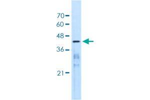 MARVELD3 Antikörper  (AA 219-268)