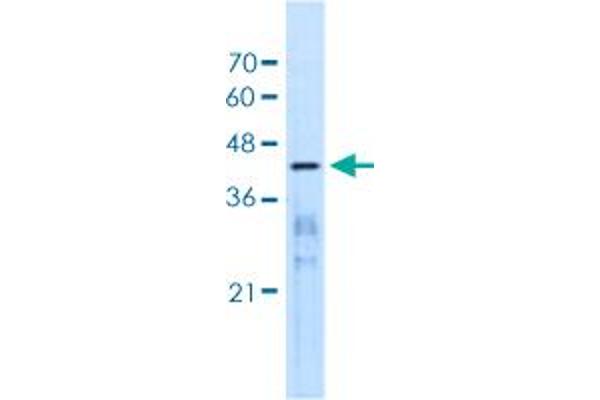 MARVELD3 anticorps  (AA 219-268)