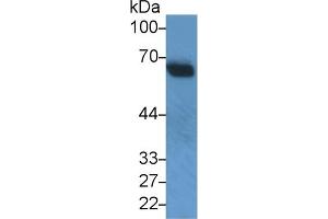 Detection of SNUPN1 in Mouse Heart lysate using Polyclonal Antibody to Snurportin 1 (SNUPN1) (Snurportin 1 antibody  (AA 1-360))