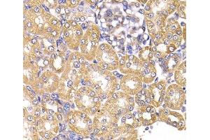 Immunohistochemistry of paraffin-embedded Rat kidney using LAP3 Polyclonal Antibody at dilution of 1:100 (40x lens).