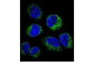 Confocal immunofluorescent analysis of GGH Antibody (C-term) Cat. (GGH antibody  (C-Term))