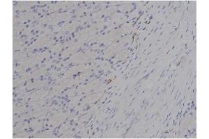 ABIN6256508 and ABIN6267358 at 1/200 staining Rat ganstric tissue sections by IHC-P. (tau antibody  (pThr212, pThr529))