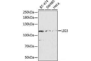 Western blot analysis of extracts of various cell lines using LIG3 Polyclonal Antibody at dilution of 1:1000. (LIG3 antibody)