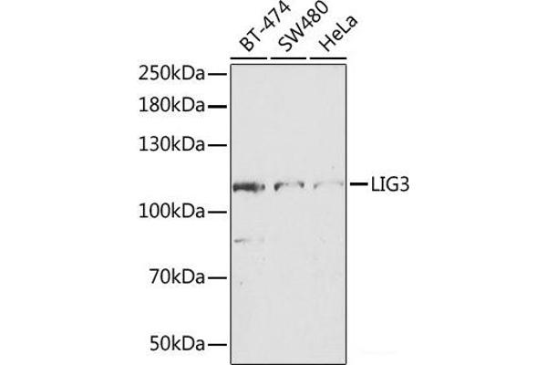 LIG3 anticorps