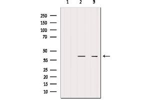 Western blot analysis of extracts from various samples, using PDCD2L Antibody. (PDCD2L antibody  (Internal Region))