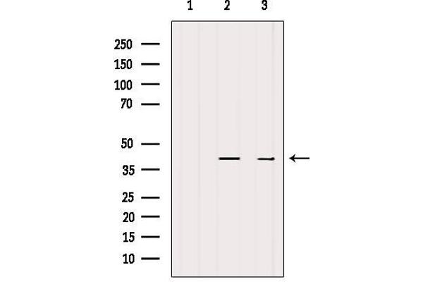 PDCD2L antibody  (Internal Region)