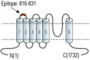 Representative domain view of the target of ABIN7885592.