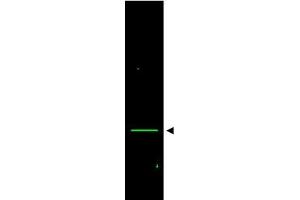 Image no. 1 for anti-Voltage-Dependent Anion Channel 1 (VDAC1) (AA 185-197) antibody (ABIN401311) (VDAC1 antibody  (AA 185-197))
