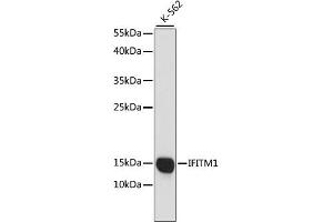 Western blot analysis of extracts of K-562 cells, using CD225/IFITM1 antibody (ABIN1680390, ABIN3018715, ABIN3018716 and ABIN6220553) at 1:1000 dilution. (IFITM1 antibody  (C-Term))