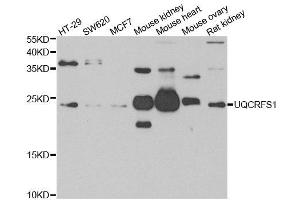 Western blot analysis of extracts of various cell lines, using UQCRFS1 antibody. (UQCRFS1 antibody)