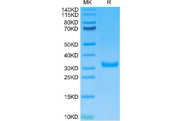 CD8 alpha Protein (AA 22-182) (His-Avi Tag,Biotin)