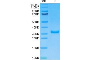 CD8 alpha Protein (AA 22-182) (His-Avi Tag,Biotin)