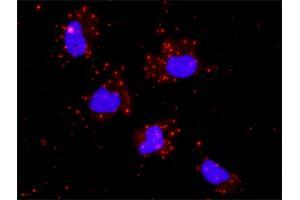 Proximity Ligation Analysis of protein-protein interactions between GSK3B and JUN. (C-JUN antibody  (AA 1-331))