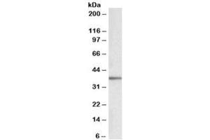 Western blot testing of human adipose cell llysate with PRKCDBP antibody at 0. (PRKCDBP antibody)