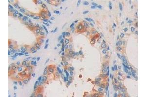 ISLR antibody  (AA 19-428)