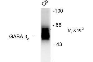 Western blots of 7 (g of rat cerebellum (Cb) showing specific immunolabeling of the ~55k ß2-subunit of the GABAA-R. (GABRB2 antibody  (Cytoplasmic Loop))
