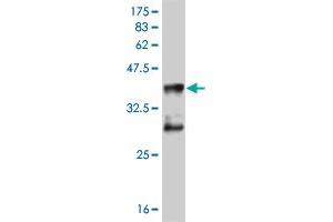 Western Blot detection against Immunogen (36. (MEF2D antibody  (AA 256-351))
