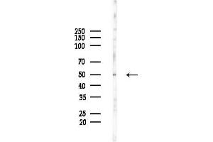 Western blot analysis of lysates from HepG2 cells(starvation treatment), using C14orf39 Antibody at 1/1000 dilution.