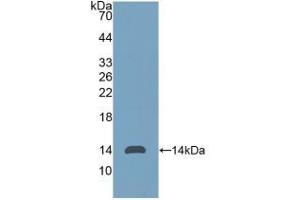 CD90 antibody  (AA 20-133)