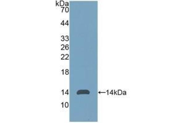 CD90 antibody  (AA 20-133)