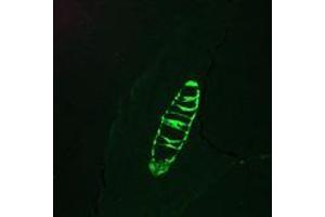 Immunofluorescence staining of a 7 days old zebrafish embryo (Cytokeratin 13 antibody)