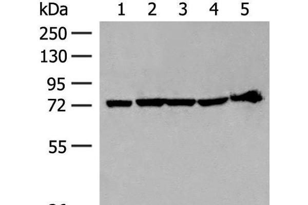 CALCOCO1 antibody