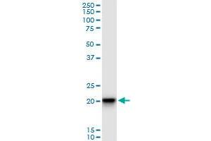 SFRS3 monoclonal antibody (M06A), clone 1C8. (SRSF3 antibody  (AA 1-85))