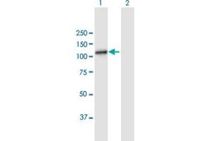 TET3 antibody  (AA 1-937)