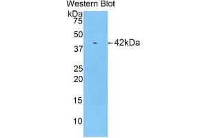 Detection of Recombinant RNASE1, Mouse using Polyclonal Antibody to Ribonuclease A (RNase A) (RNASE1 antibody  (AA 26-149))