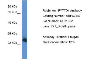 Western Blotting (WB) image for anti-Forty-Two-Three Domain Containing 1 (FYTTD1) (Middle Region) antibody (ABIN2788452) (FYTTD1 antibody  (Middle Region))