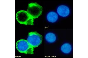 Immunofluorescence staining of fixed Daudi cells with anti-CD53 antibody HD77. (Recombinant CD53 antibody)