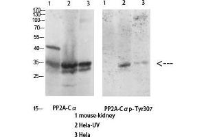 Western Blot (WB) analysis of specific cells using Antibody diluted at 1:1000. (PPP2CA antibody  (Thr278))