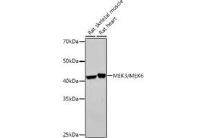 Western blot analysis of extracts of various cell lines, using MEK3/MEK6 Rabbit mAb (ABIN7268643) at 1:1000 dilution. (MAP2K6 antibody)
