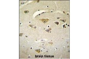 VSTM2A Antibody (Center) (ABIN655126 and ABIN2844754) immunohistochemistry analysis in formalin fixed and paraffin embedded human brain tissue followed by peroxidase conjugation of the secondary antibody and DAB staining. (VSTM2A antibody  (AA 97-126))