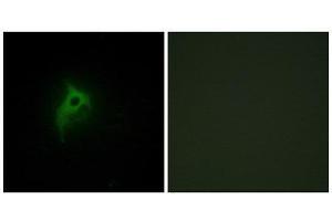 Immunofluorescence (IF) image for anti-Adrenergic, alpha-2B-, Receptor (ADRA2B) (Internal Region) antibody (ABIN1849212)